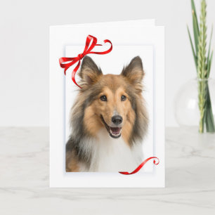 Sheltie Christmas Card