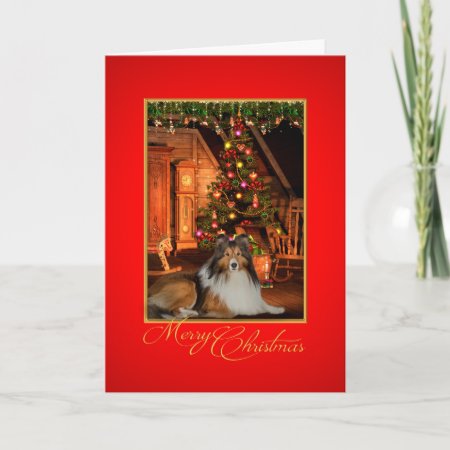 Sheltie Christmas Card