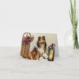 sheltie Christmas Holiday Card