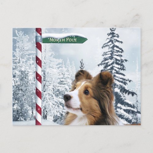 Sheltie Christmas Holiday Postcard