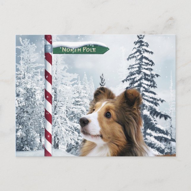 Sheltie Christmas Holiday Postcard (Front)