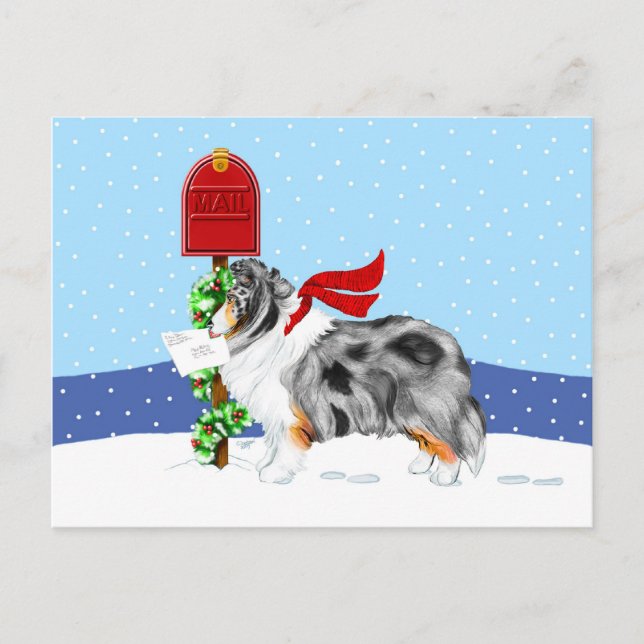 Sheltie Christmas Mail Blue Merle Holiday Postcard (Front)