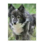 Sheltie Dog Picture Postcard