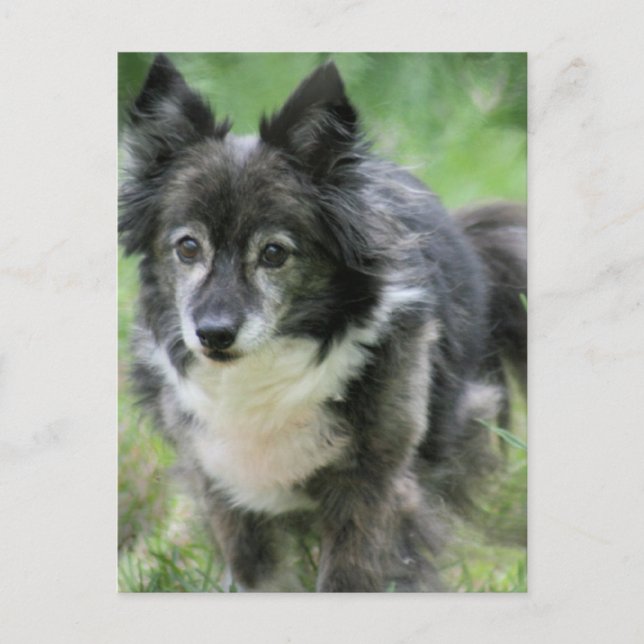 Sheltie Dog Picture Postcard (Front)