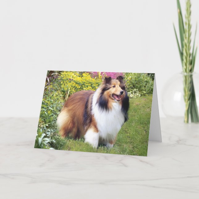 Sheltie Greeting Card (Front)