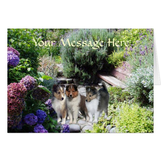 Sheltie Greeting Card