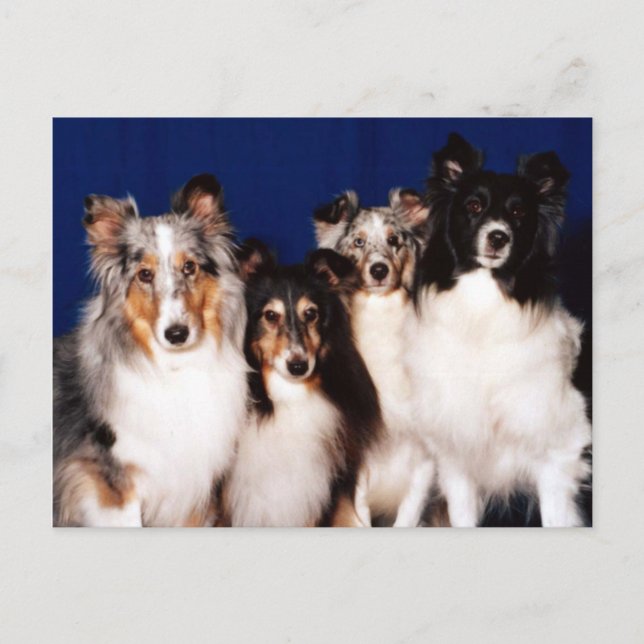 Sheltie Group Postcard (Front)
