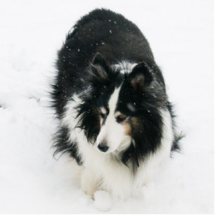 Sheltie in Snow Ornament