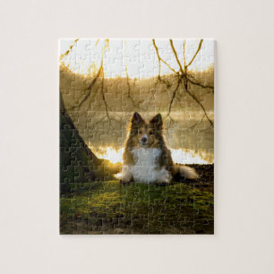 sheltie jigsaw puzzle
