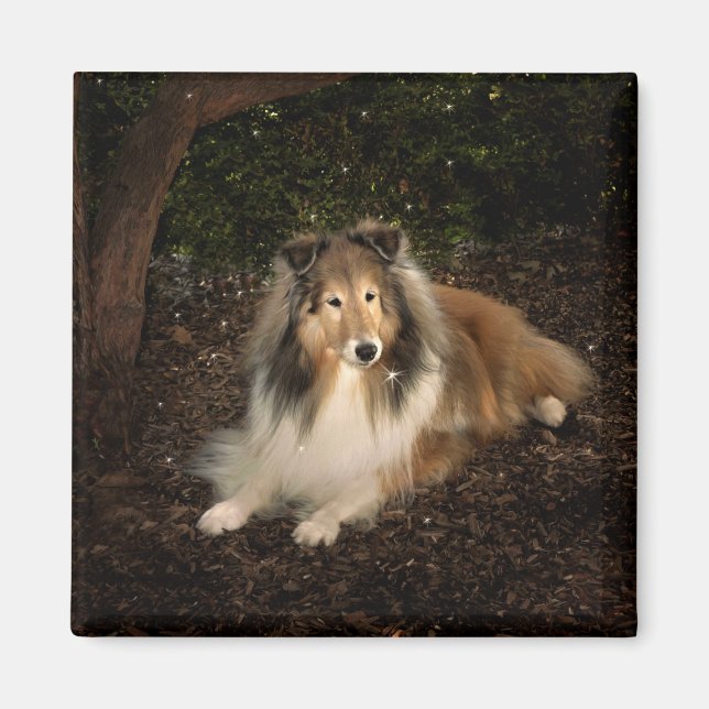 Sheltie Magic Magnet (Front)