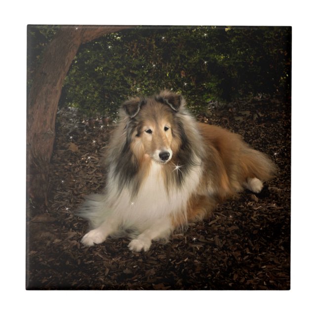Sheltie Magic Tile (Front)