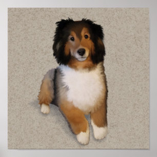 Sheltie mix dog portrait poster