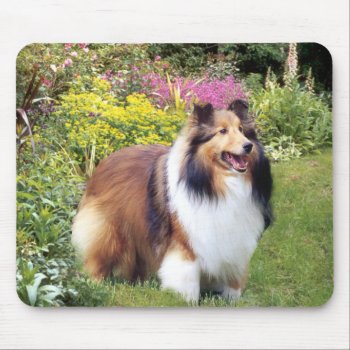 Sheltie Mousepad by normagolden at Zazzle