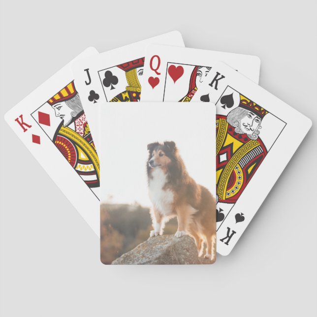 Sheltie on Cliff protecting heard during sunset Poker Cards (Back)