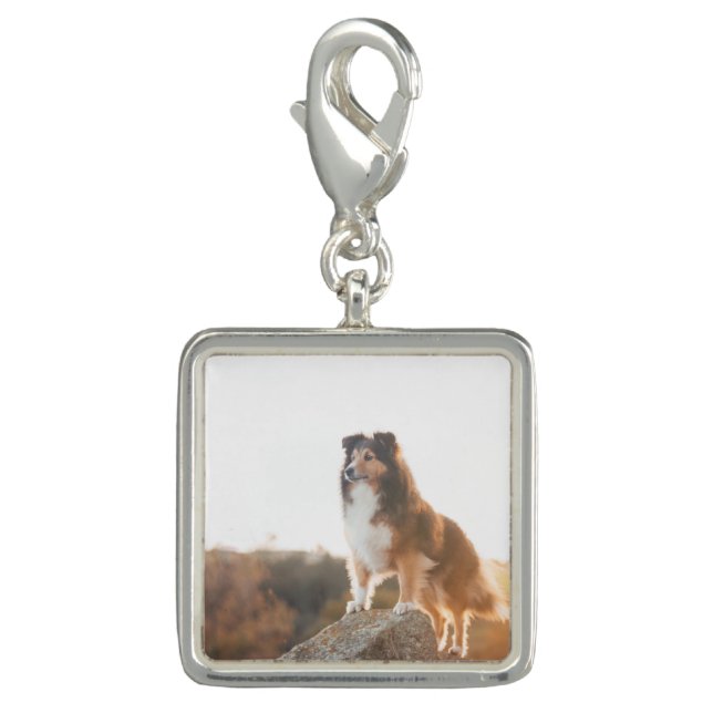 Sheltie on Cliff protectng heard during sunset Charm (Front)