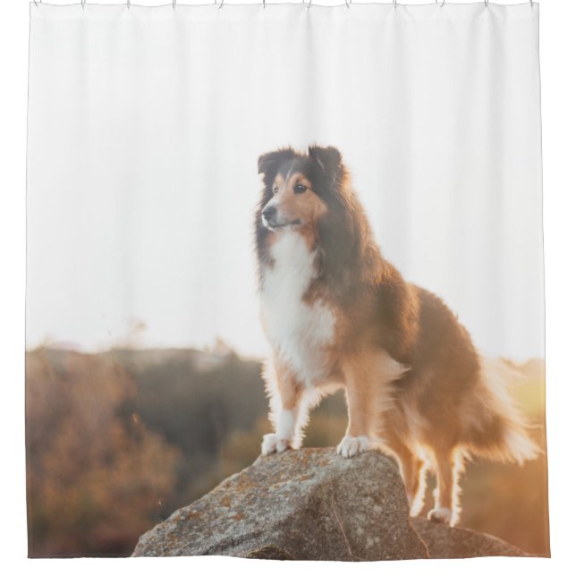 Sheltie on Cliff protectng heard during sunset Shower Curtain (Front)
