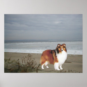 Sheltie On The Beach Print