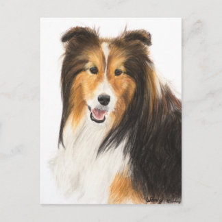 Sheltie or Shetland Sheepdog Painting Postcard