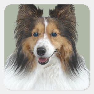 Sheltie Portrait Square Sticker
