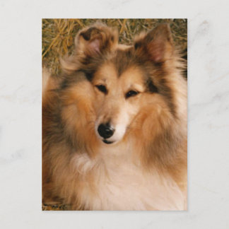 Sheltie Postcard