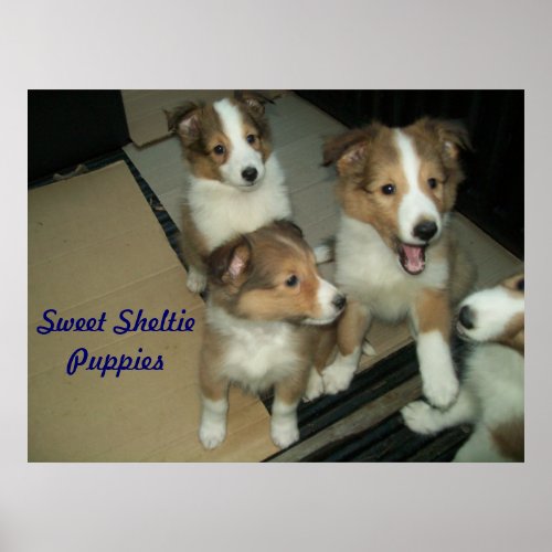 Sheltie Puppies Poster