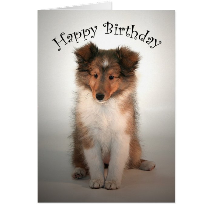 Sheltie Puppy Birthday Card