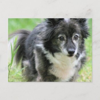 Sheltie Puppy Dog Postcard by DogPoundGifts at Zazzle