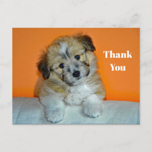 Sheltie Puppy Photo Thank You Postcard