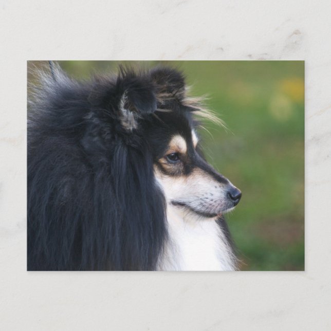 Sheltie Puppy Postcard (Front)