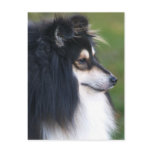 Sheltie Puppy Postcard