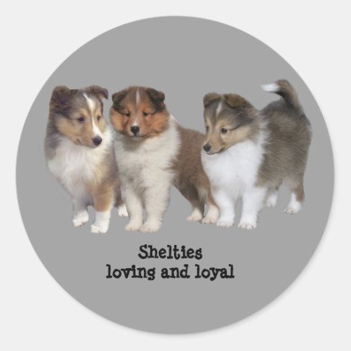 Sheltie Sticker