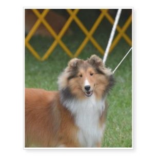 Sheltie Temporary Tattoos