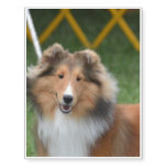 Sheltie Temporary Tattoos