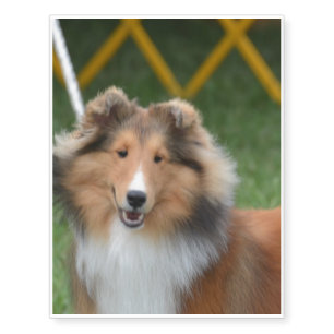 Sheltie Temporary Tattoos