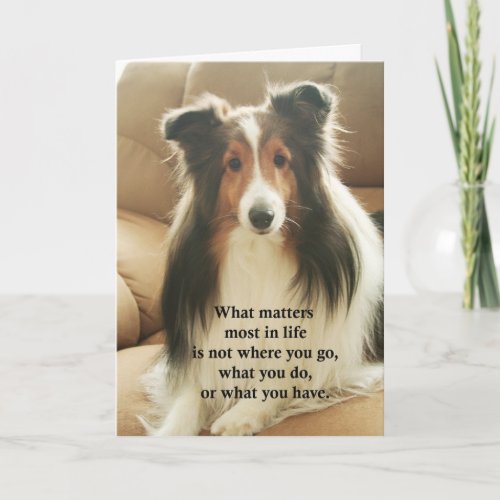 Sheltie Thank You Card