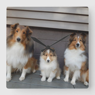 Sheltie Trio Wall Clokd Square Wall Clock