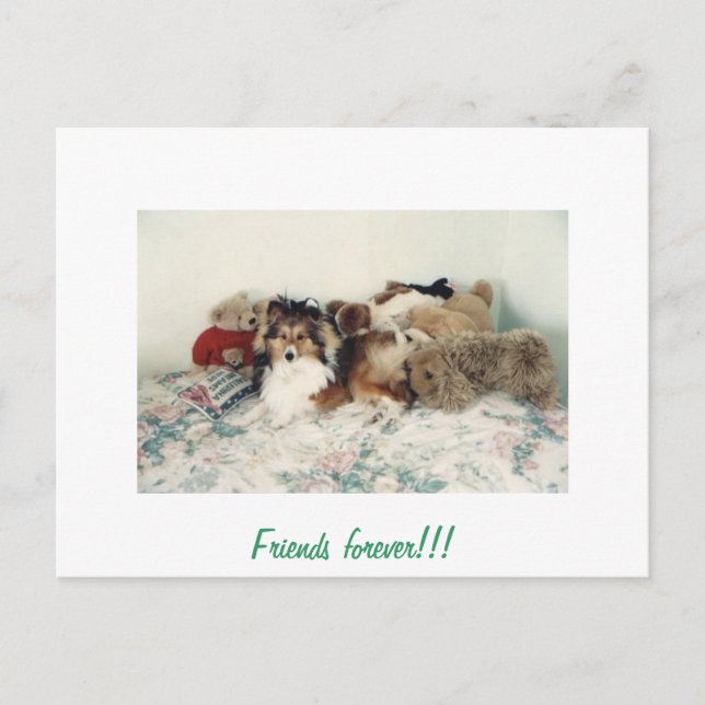 Sheltie with Stuffed Animals Postcard (Front)