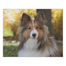 Sheltie Wrapped Canvas