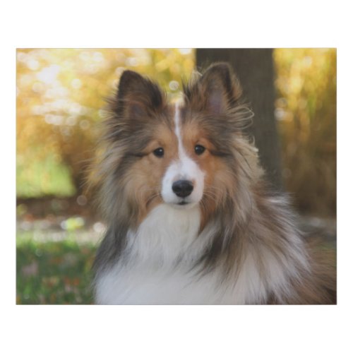 Sheltie Wrapped Canvas