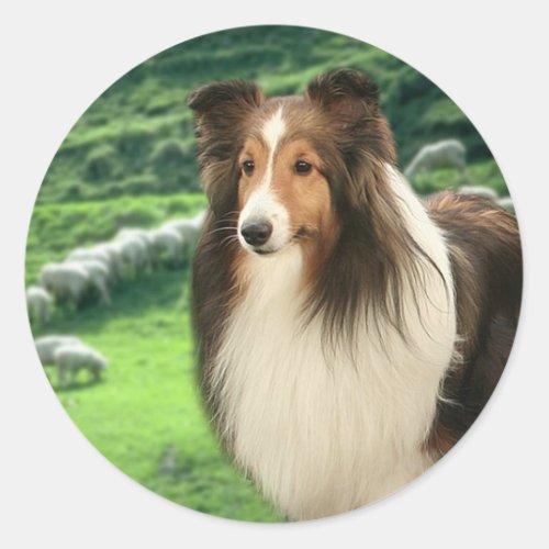 Shelties Lead Sticker