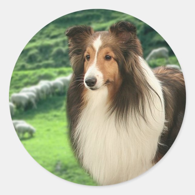Shelties Lead Sticker (Front)