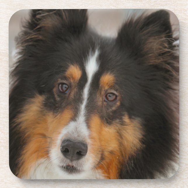 Shelty Beverage Coaster (Front)