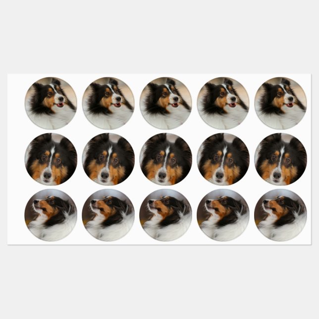 Shelty Labels (Sheet)