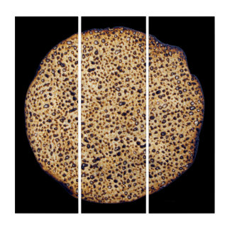 Shemurah Matzah Triptych