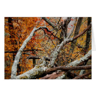 Shenandoah Autumn Fallen Tree Cards