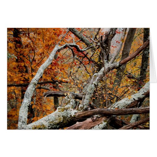 Shenandoah Autumn Fallen Tree Cards (Front Horizontal)