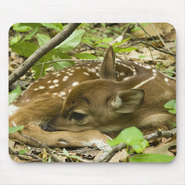 Shenandoah NP, Virginia, USA Mouse Pad (Front)