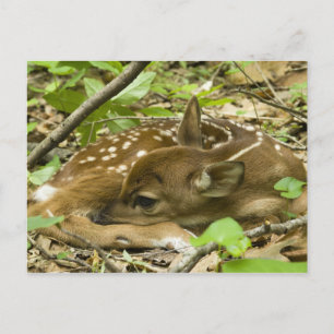 Shenandoah NP, Virginia, USA Postcard