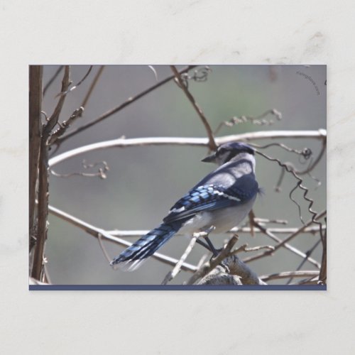 Shenandoah Valley Birds Blue JayCardinalSparrow Postcard