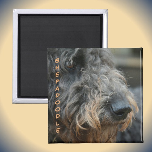 Shepadoodle Closeup Profile Dog Breed Photographic Magnet (Creator Uploaded)